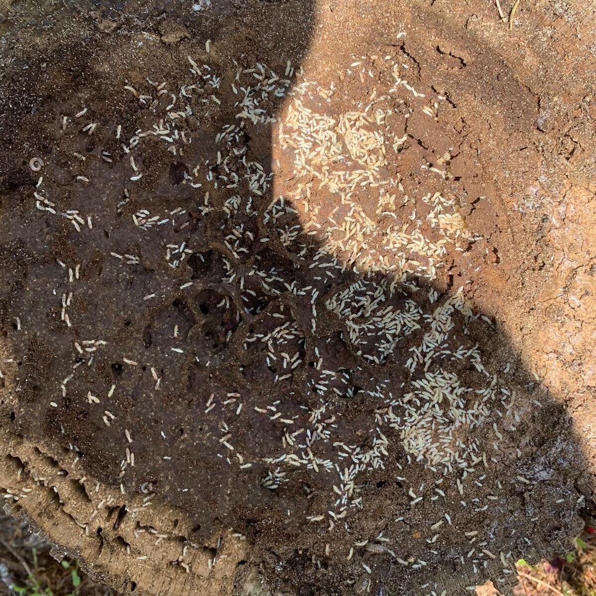 Photo de la prestation : Le diagnostic termites